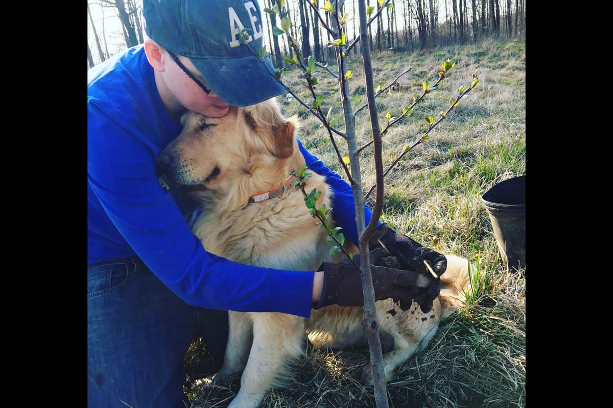 Golden Retriever Puppies breeder image 1