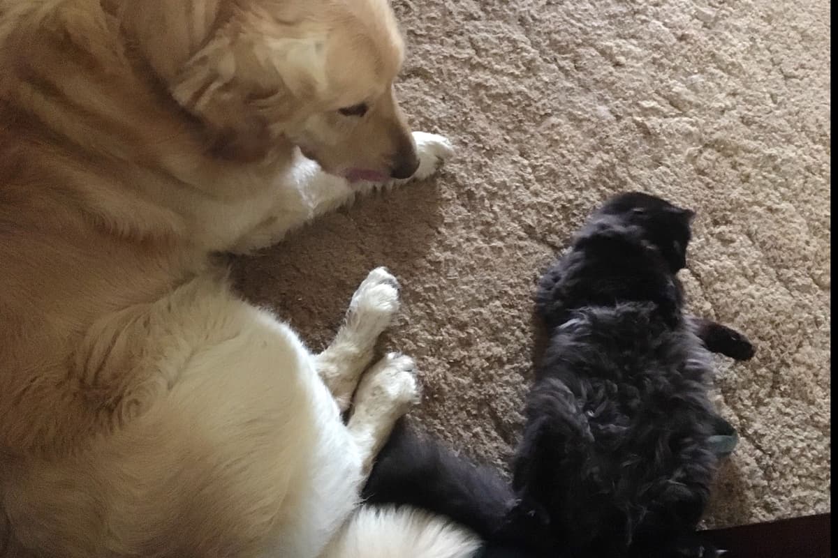 Golden Retriever Puppies breeder image 12