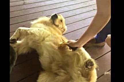 Golden Retriever Puppies breeder image 13