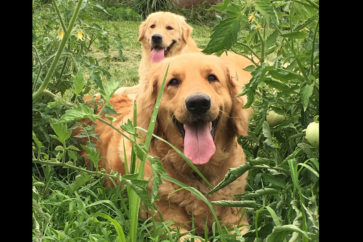 Golden Retriever Puppies breeder image 4