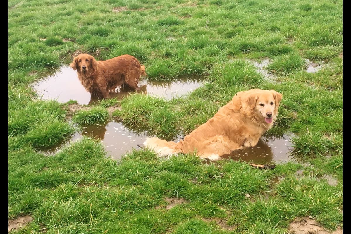 Golden Retriever Puppies breeder image 14