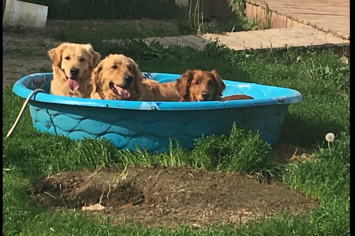 Golden Retriever Puppies breeder image 15