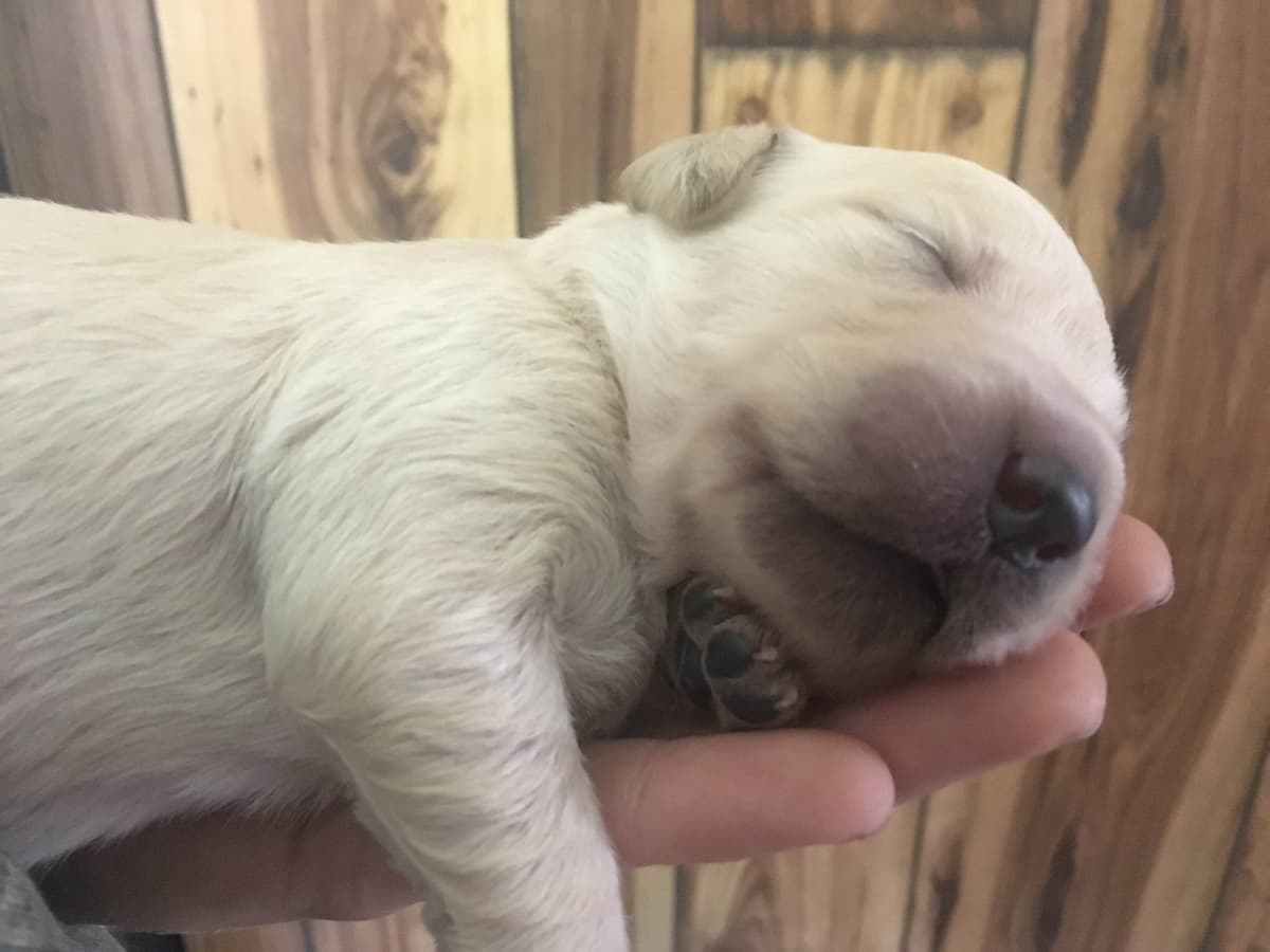 Golden Retriever Puppies breeder image 16