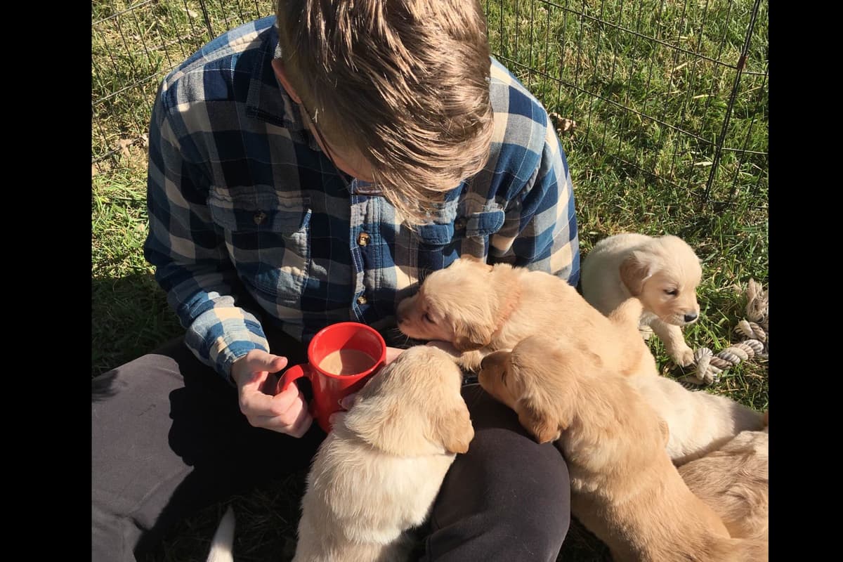 Golden Retriever Puppies breeder image 17