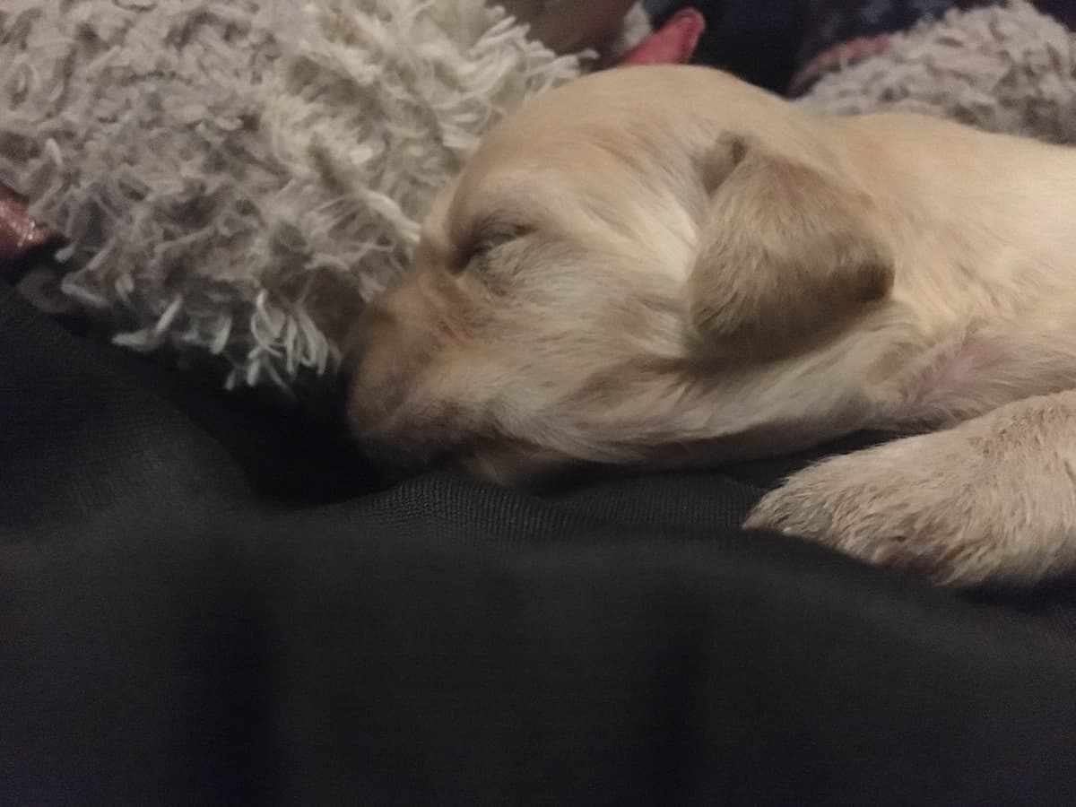 Golden Retriever Puppies breeder image 18