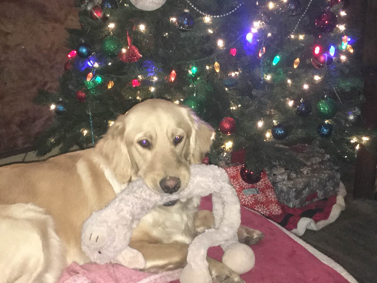 Golden Retriever Puppies breeder image 19