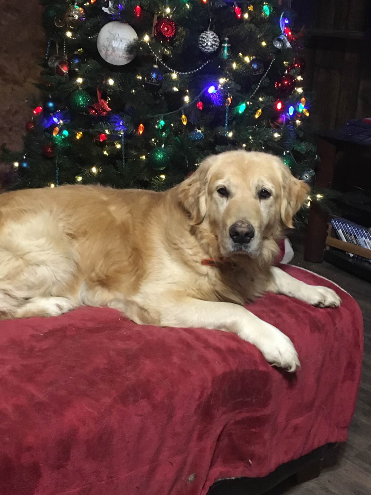 Golden Retriever Puppies breeder image 20