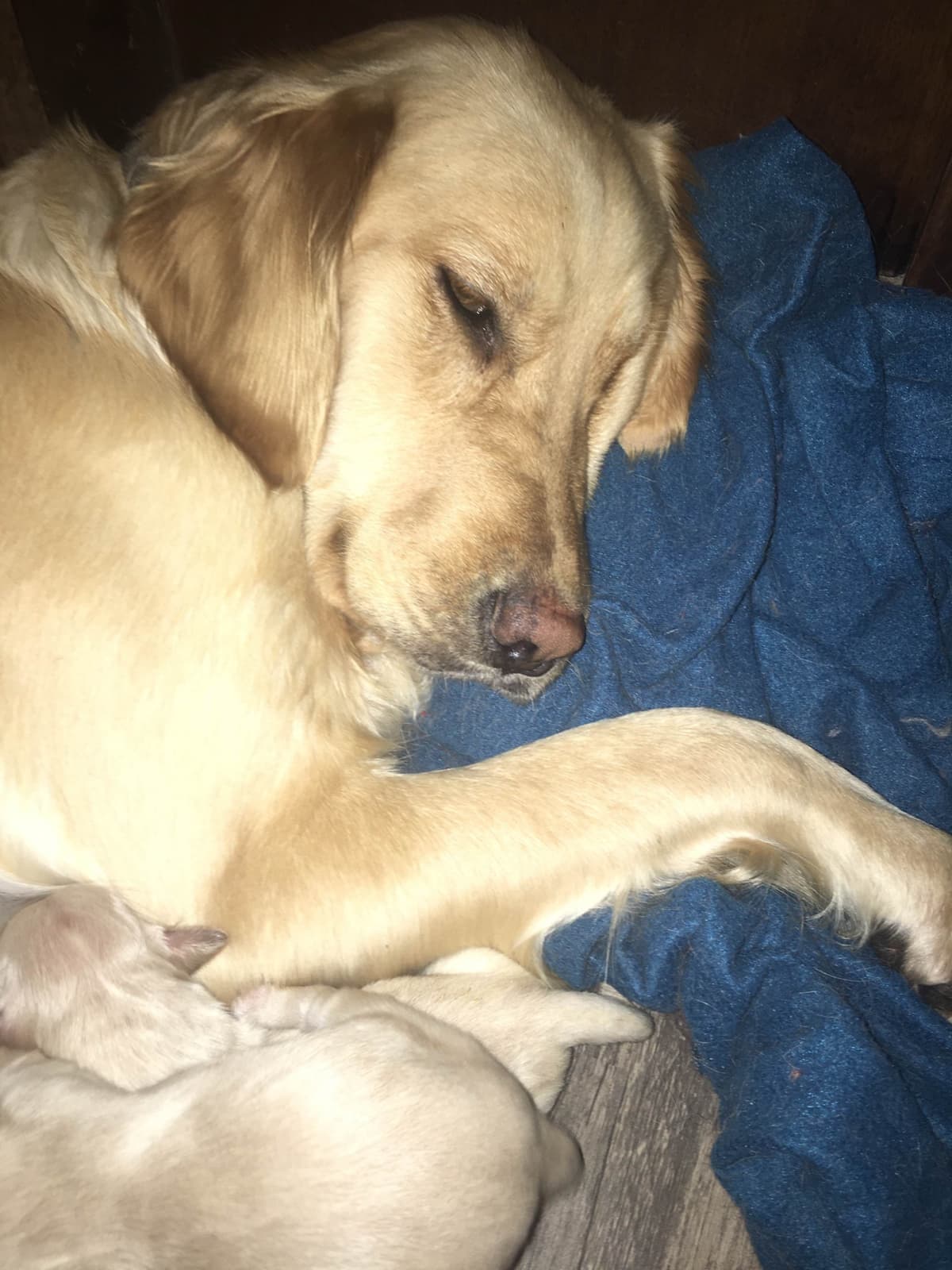 Golden Retriever Puppies breeder image 21