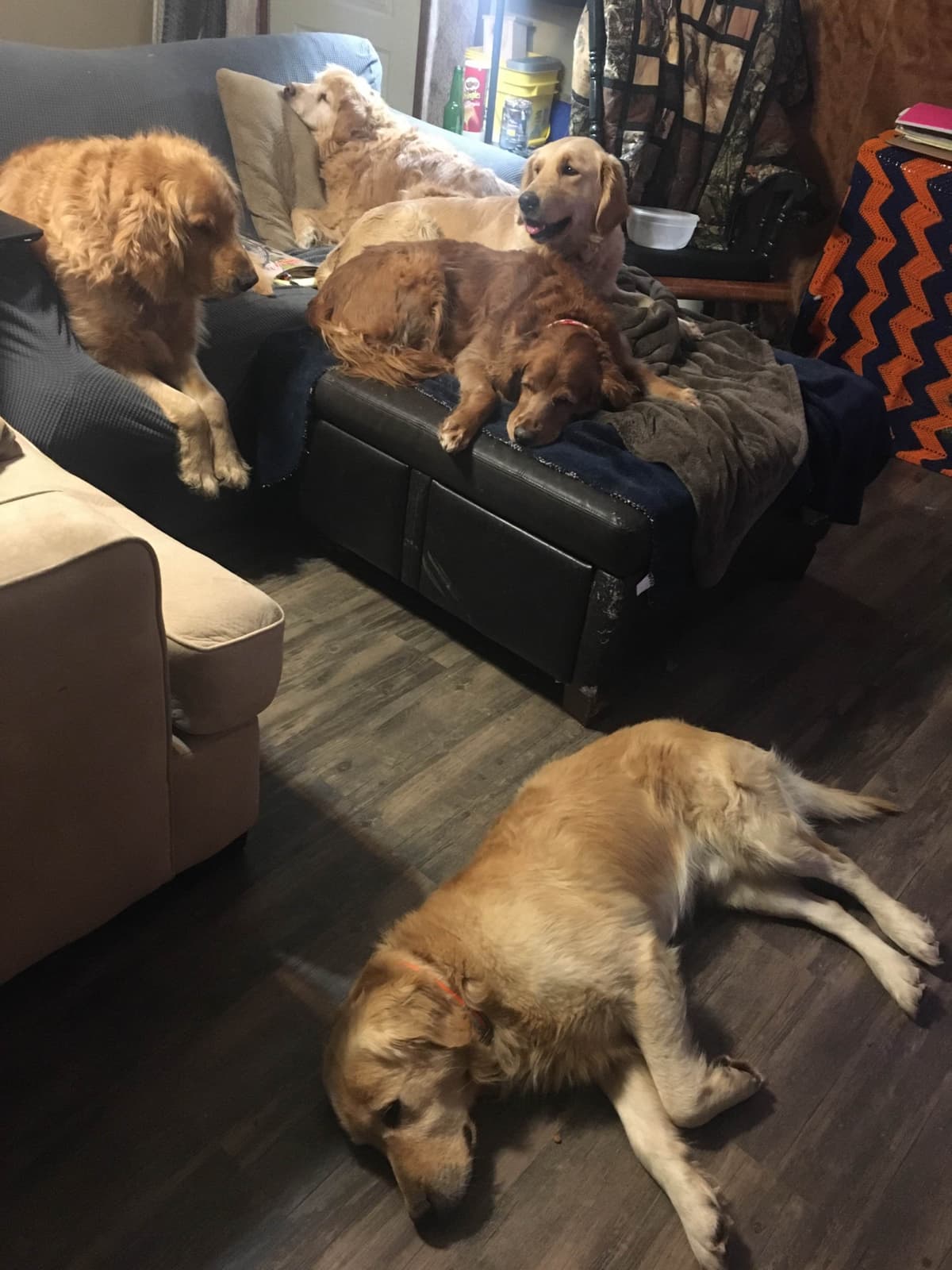 Golden Retriever Puppies breeder image 22