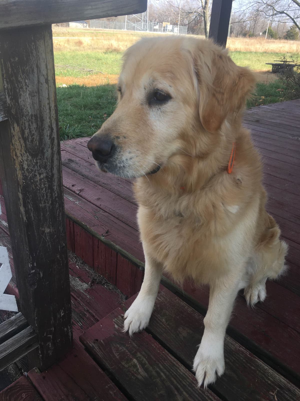 Golden Retriever Puppies breeder image 23