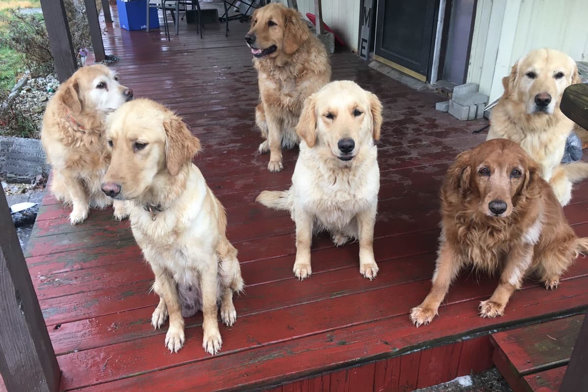 Golden Retriever Puppies breeder image 24