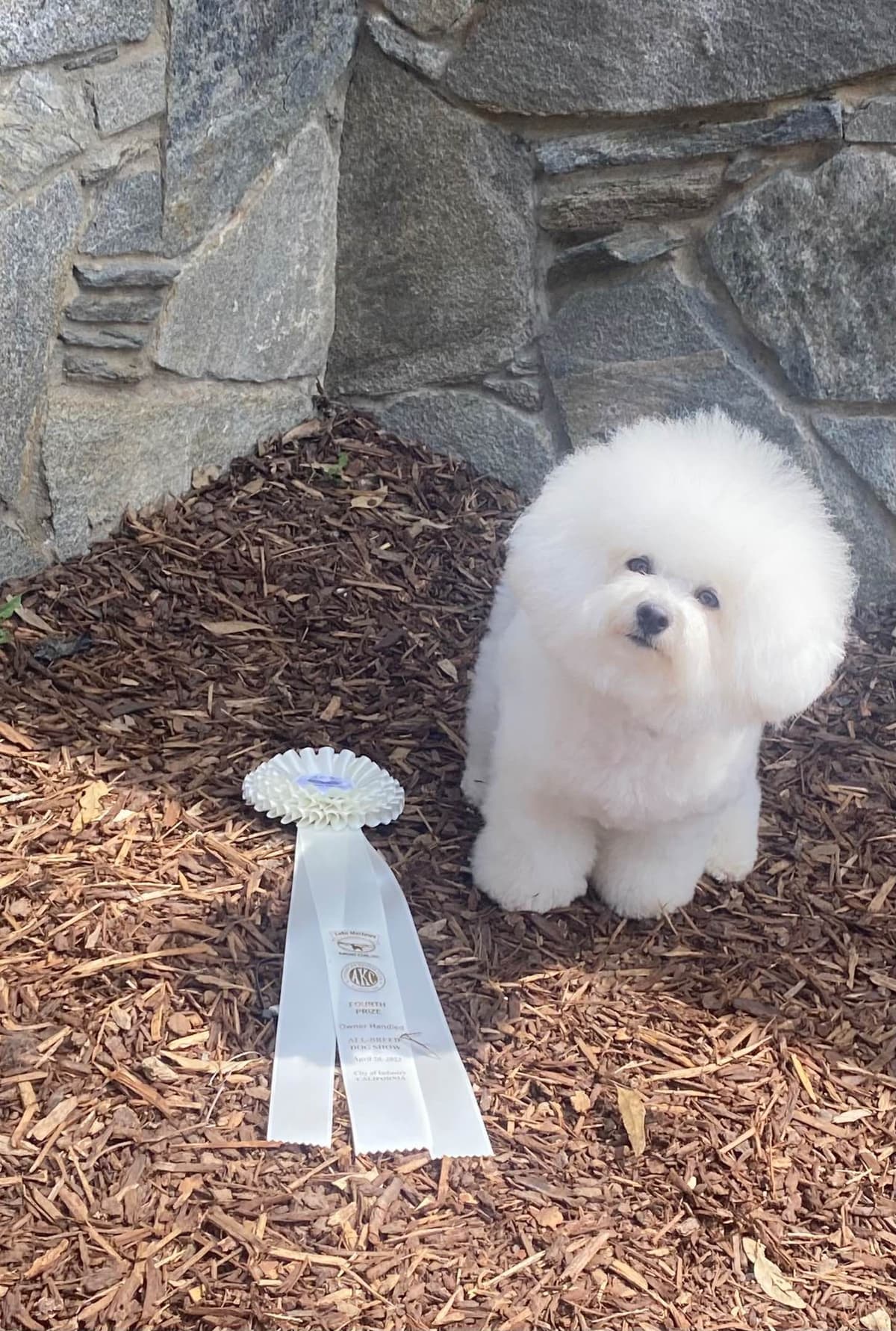 Bichon Frise Puppies breeder image 2