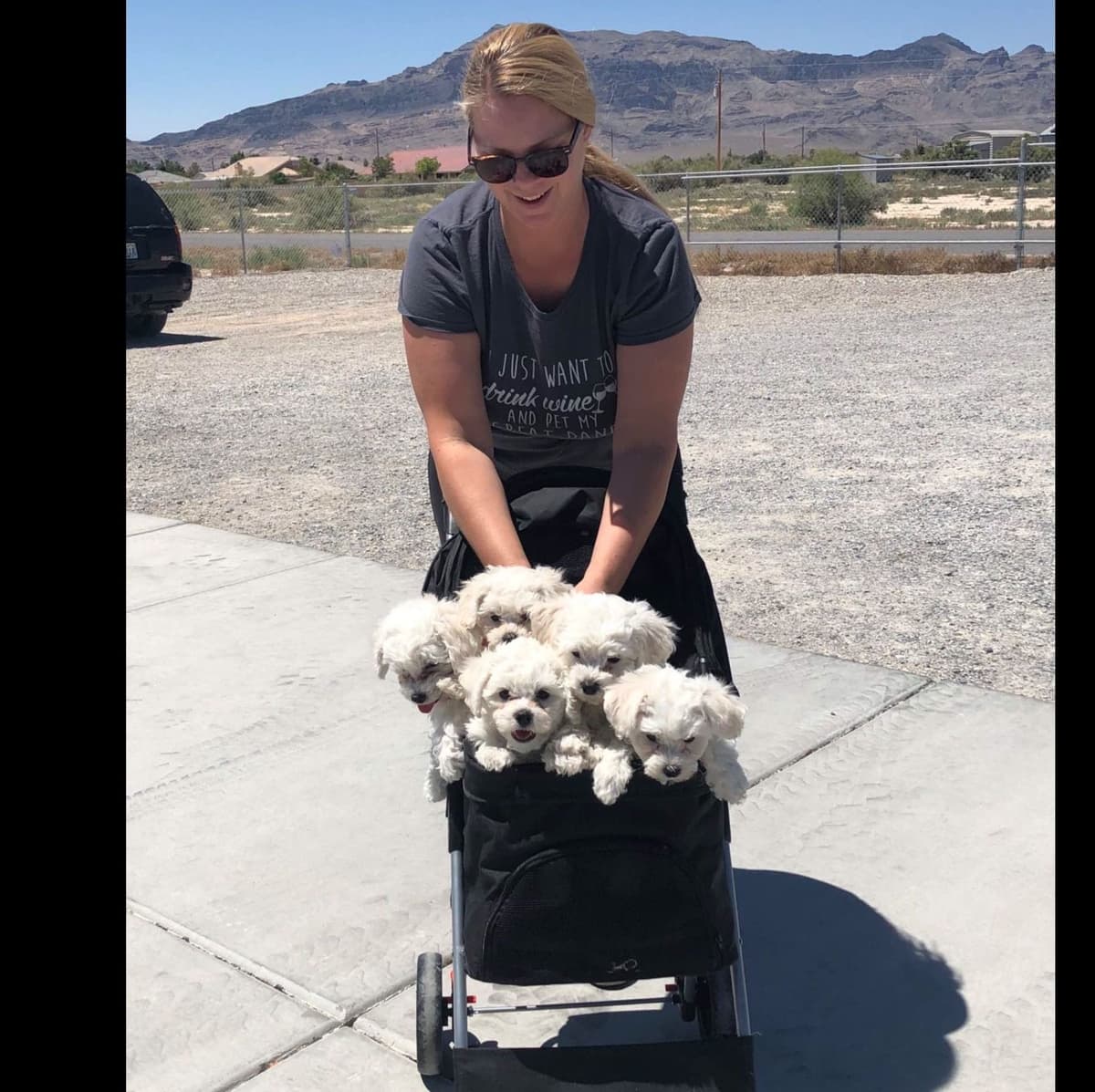 Bichon Frise Puppies breeder image 3