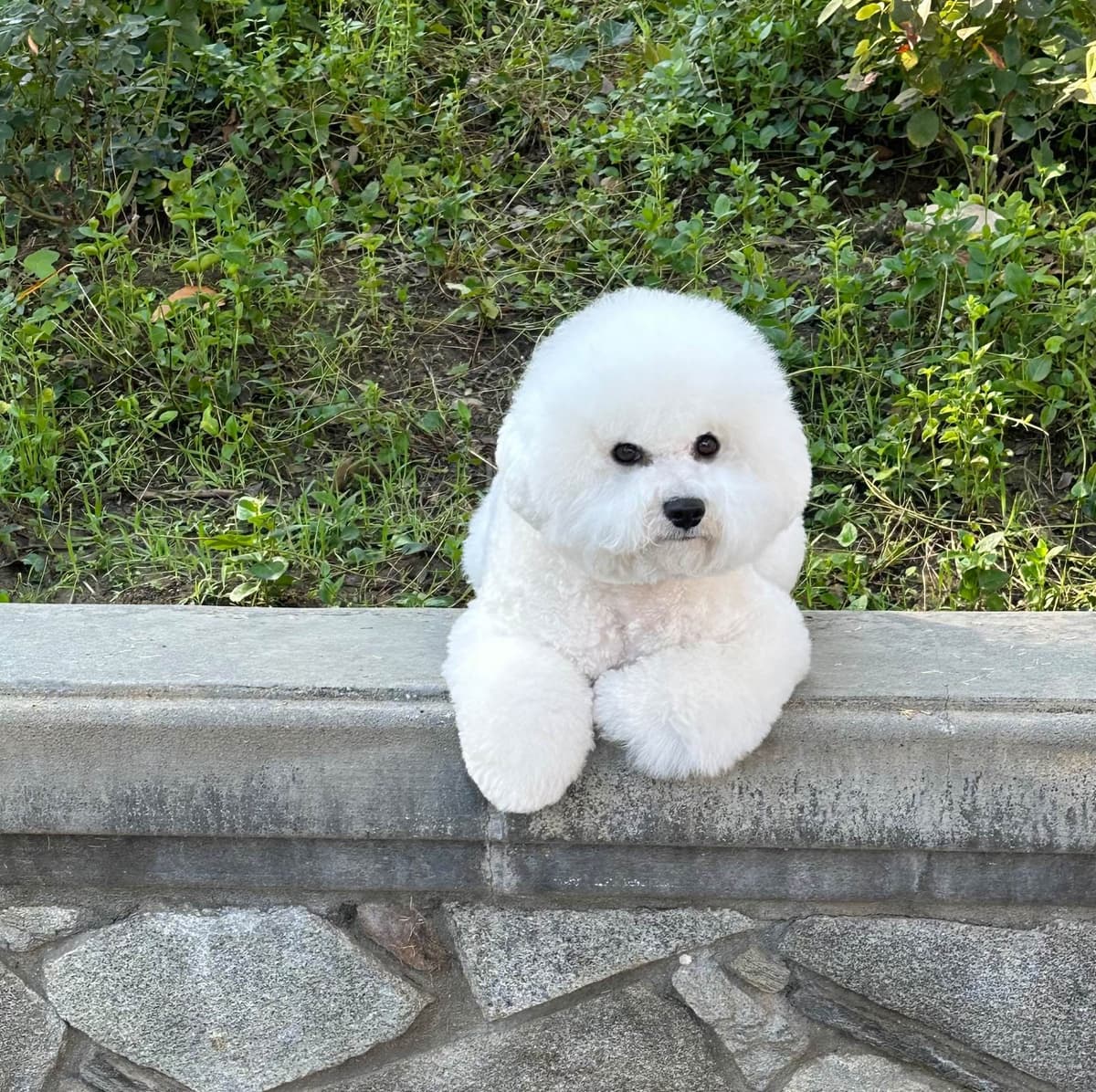 Bichon Frise Puppies breeder image 4