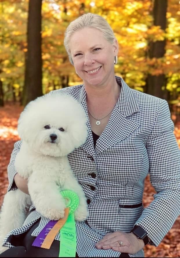 Bichon Frise Puppies breeder image 8