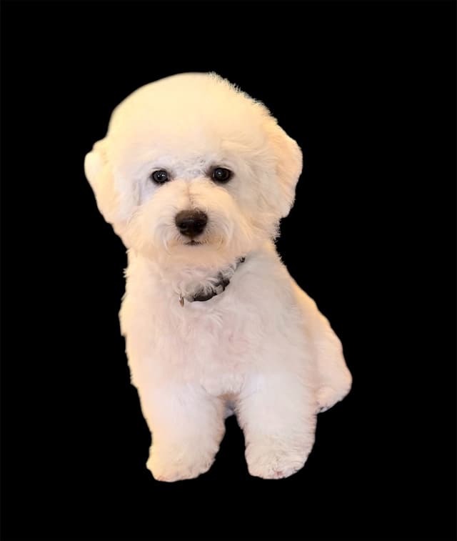 Bichon Frise Puppies media 2