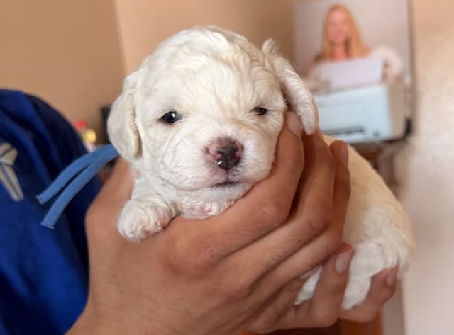 Bichon Frise Puppies media 3