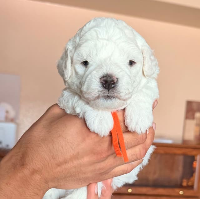 Bichon Frise Puppies media 4