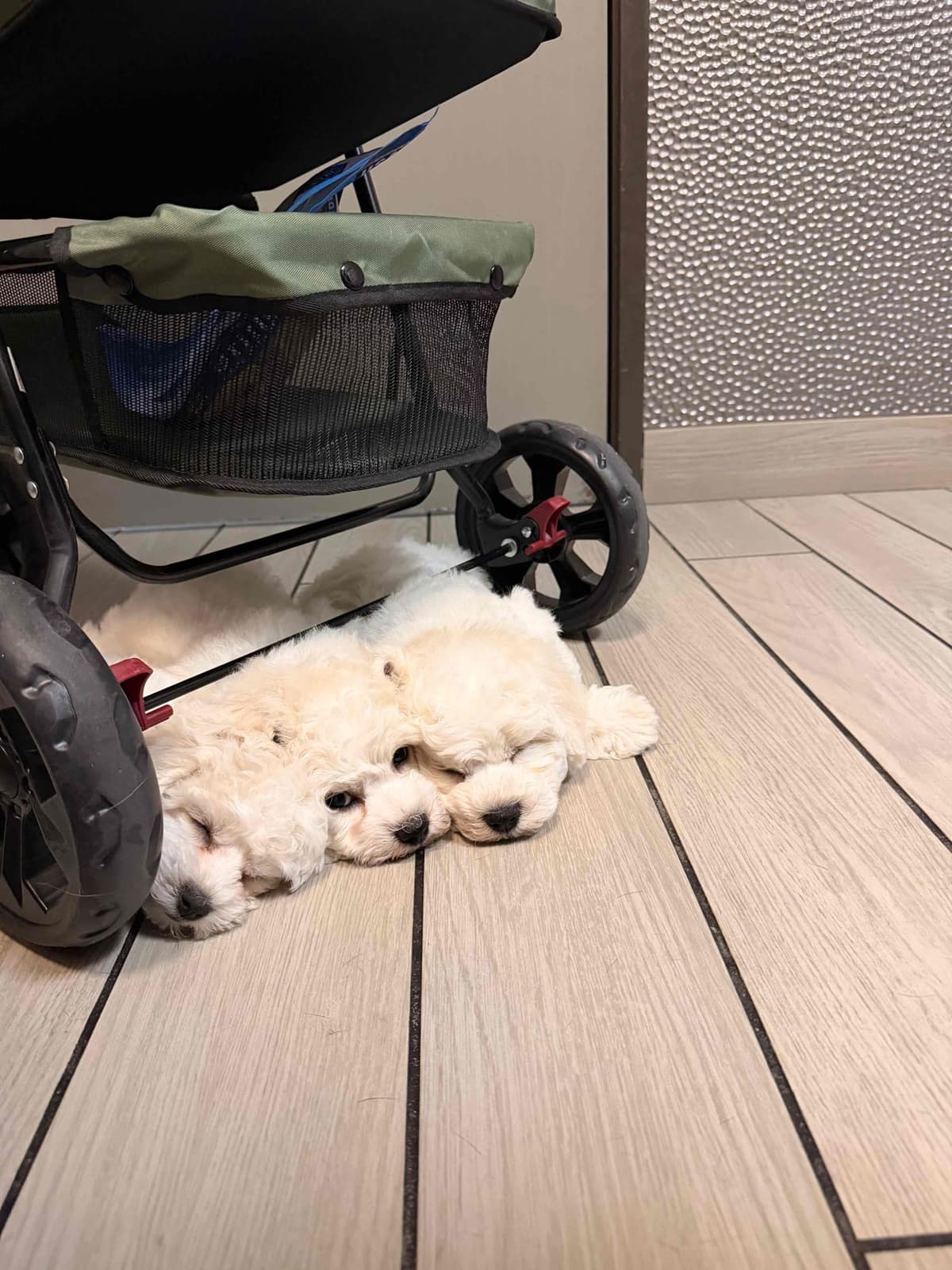 Bichon Frise Puppies breeder image 12