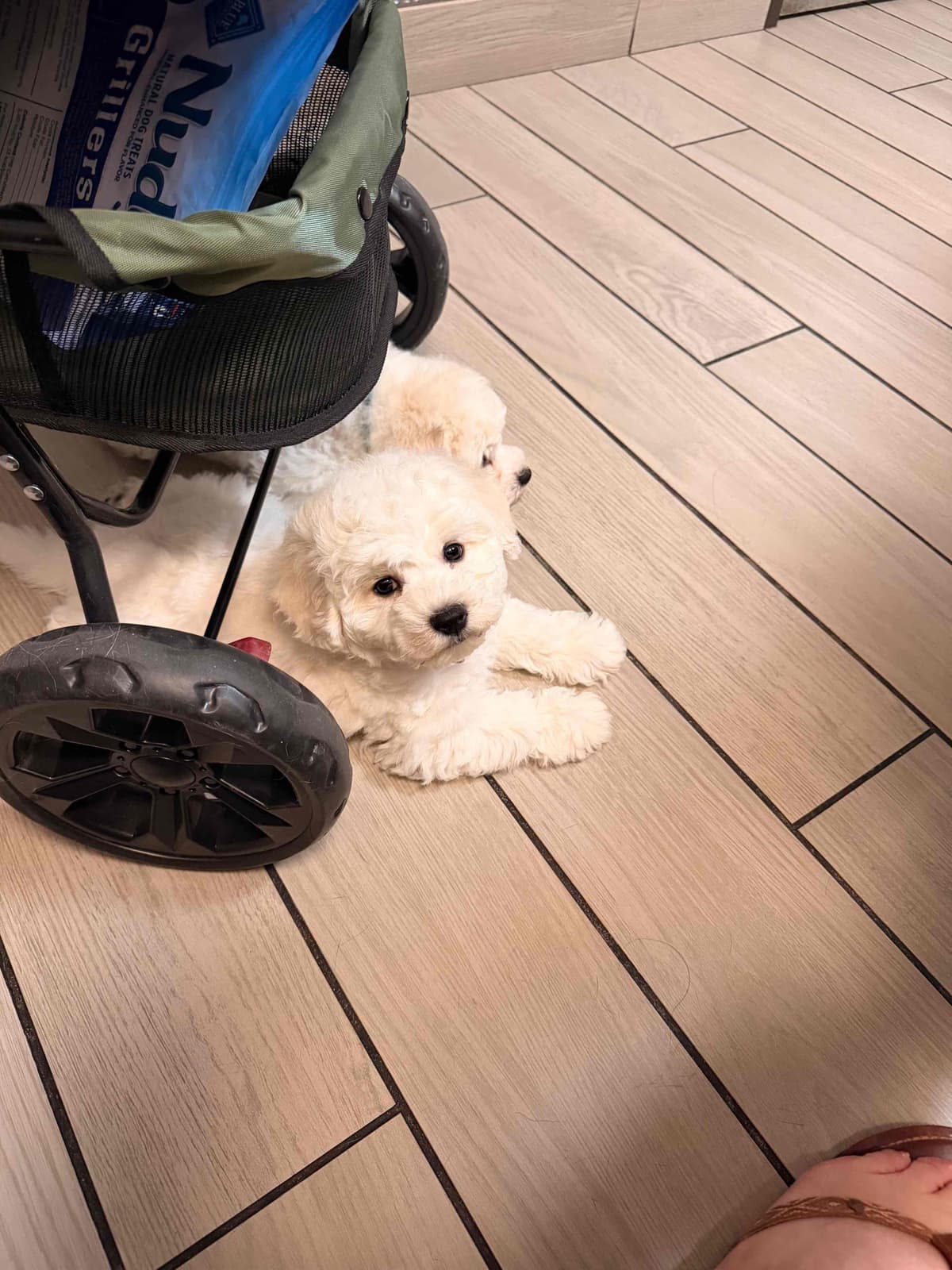 Bichon Frise Puppies breeder image 11