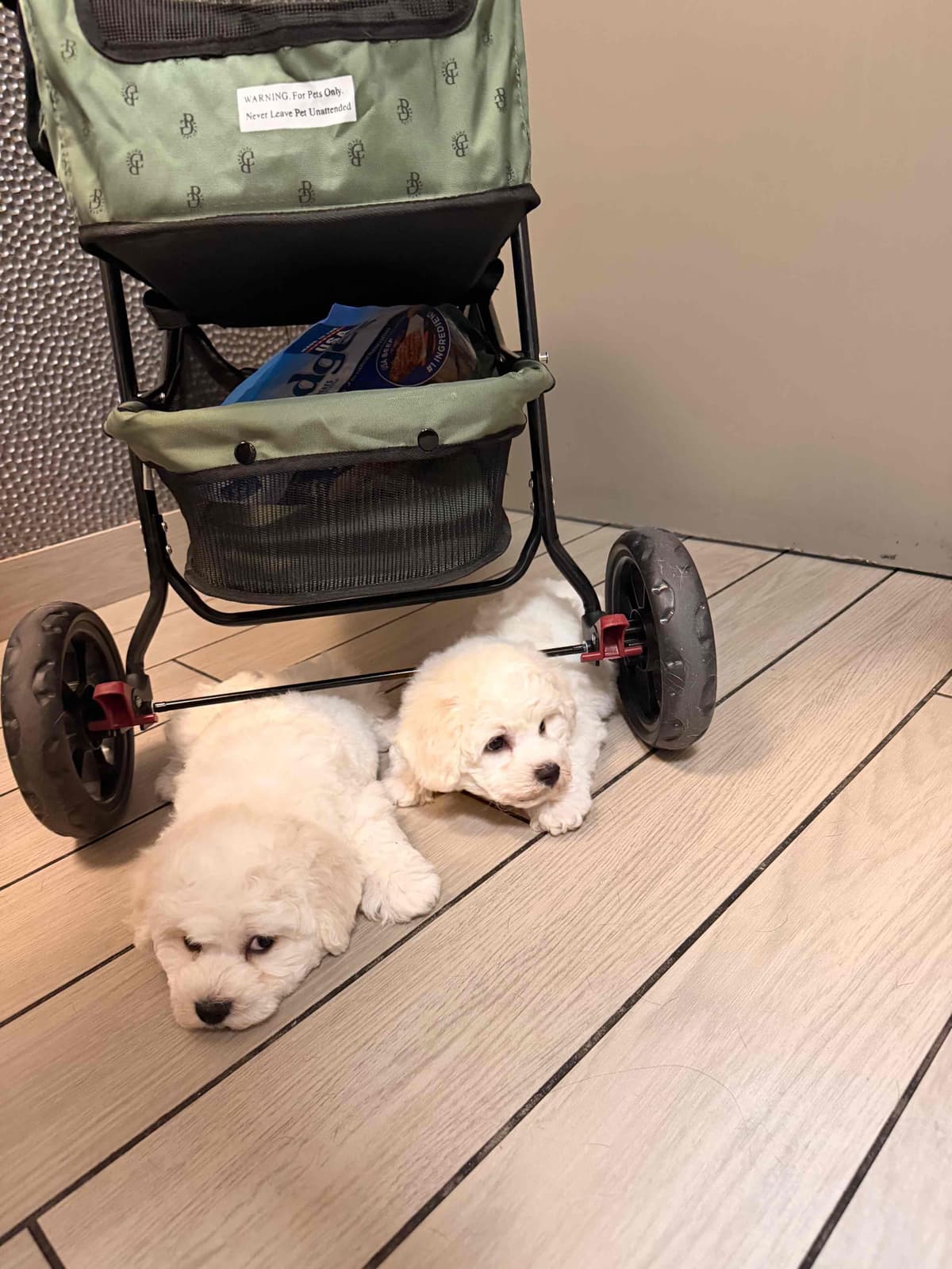 Bichon Frise Puppies breeder image 13