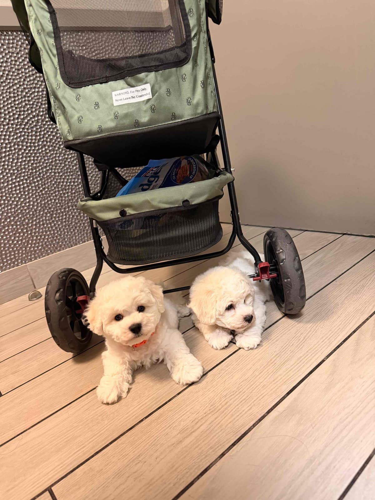 Bichon Frise Puppies breeder image 15