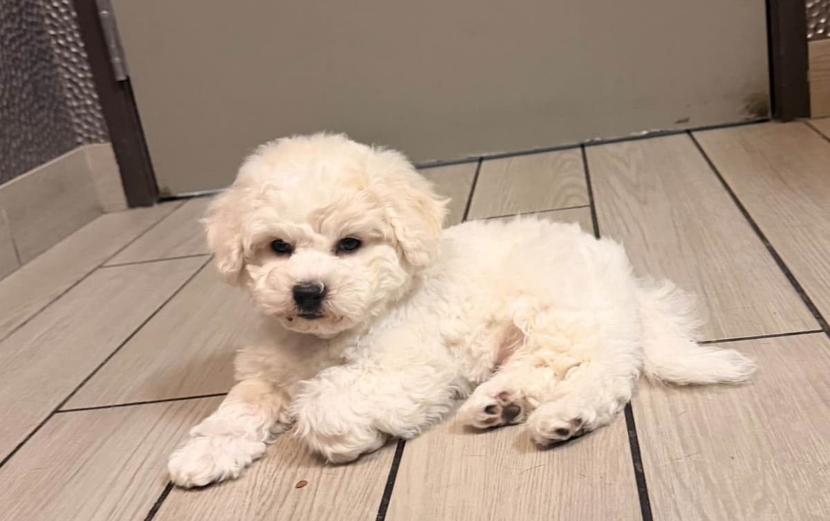 Bichon Frise Puppies breeder image 14