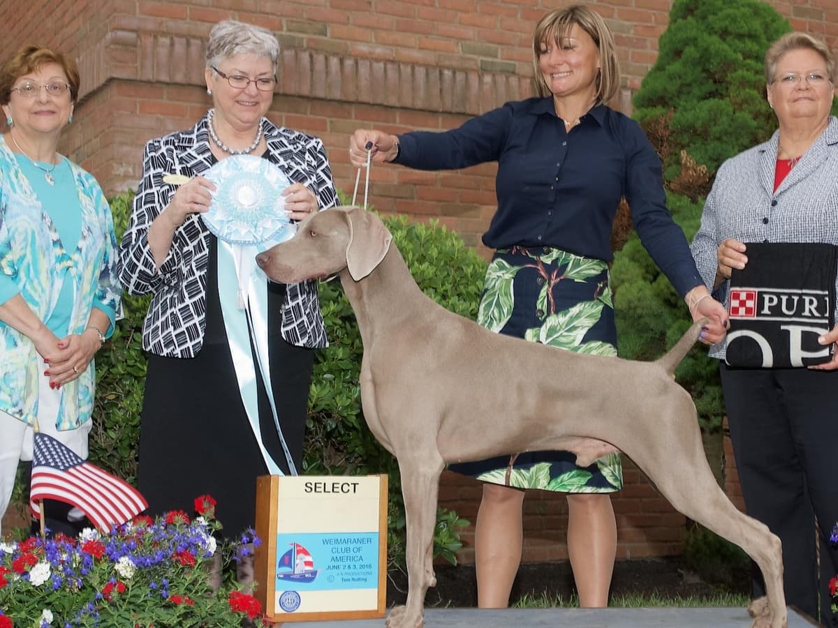 Weimaraner Puppies breeder image 1