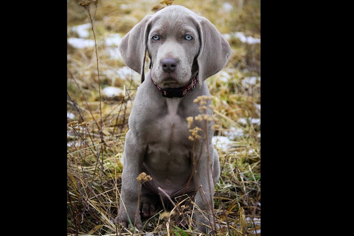 Weimaraner Puppies breeder image 3