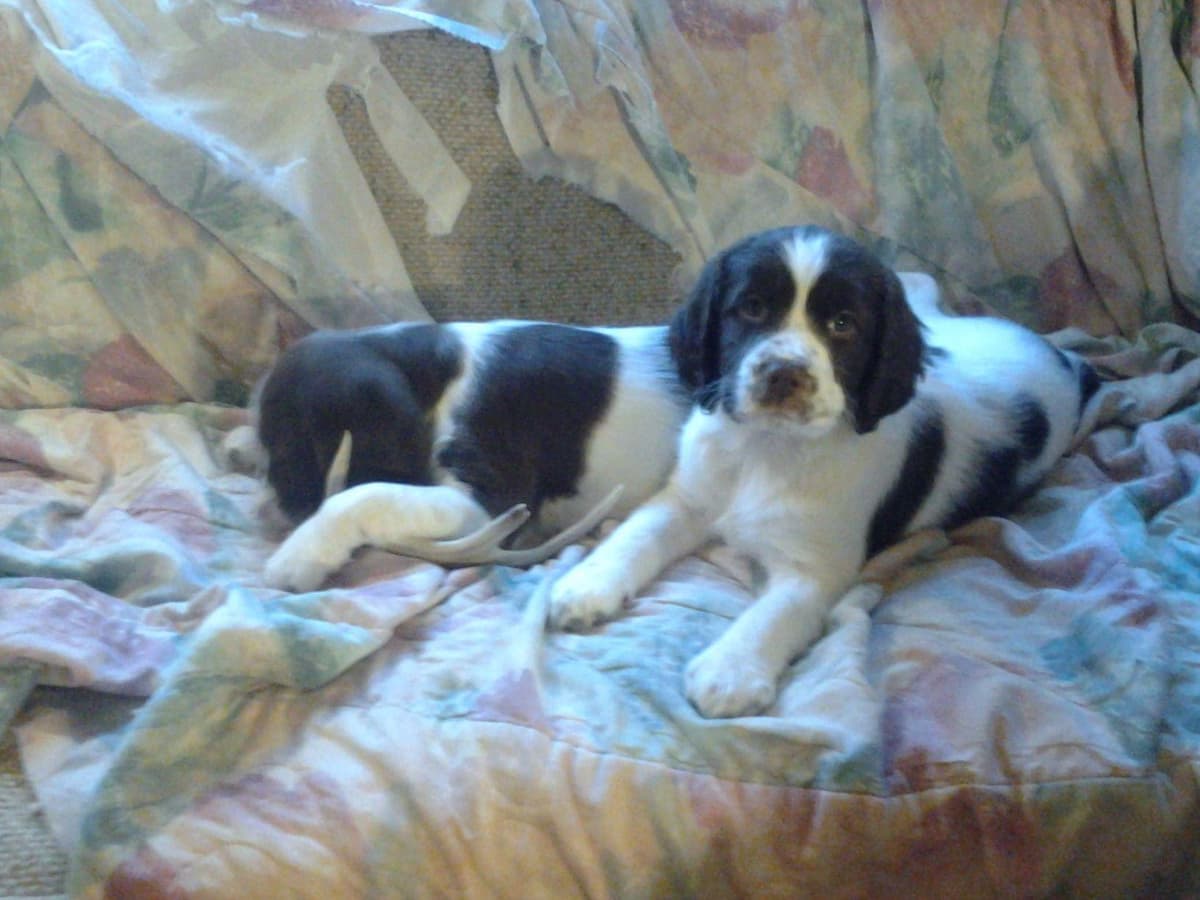Plott Hound Puppies breeder image 6