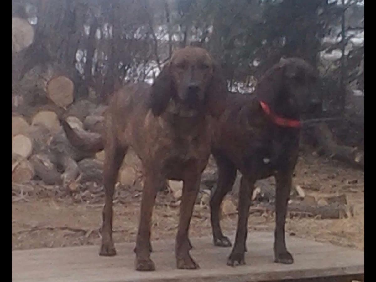 Plott Hound Puppies breeder image 8
