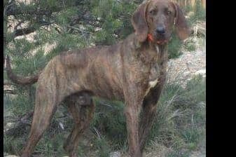 Plott Hound Puppies breeder image 10