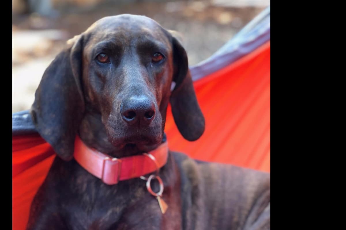 Plott Hound Puppies breeder image 11