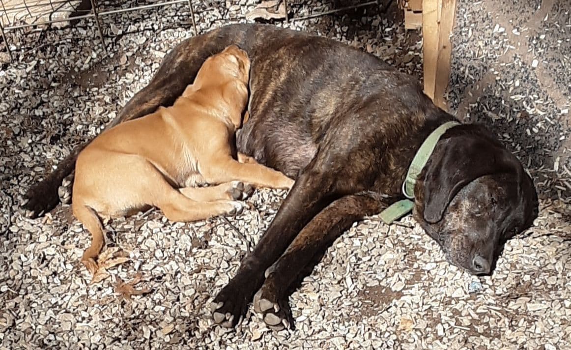 Plott Hound Puppies breeder image 1