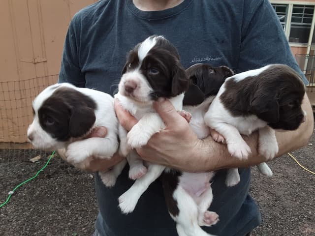 Field bred English Springer Spaniel Puppies media 2