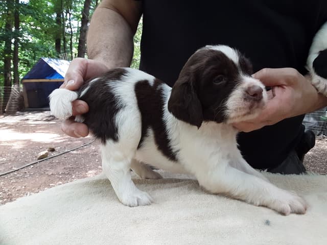 Field bred English Springer Spaniel Puppies media 3