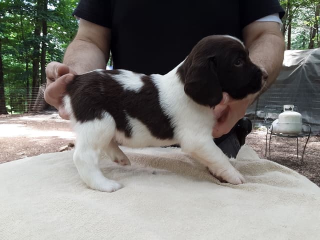 Field bred English Springer Spaniel Puppies media 4