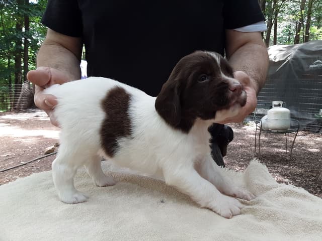 Field bred English Springer Spaniel Puppies media 5