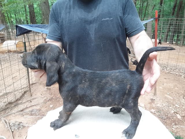 Plott Hound Puppies media 2