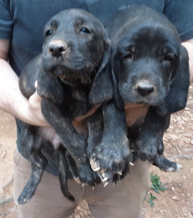 Plott Hound Puppies media 3