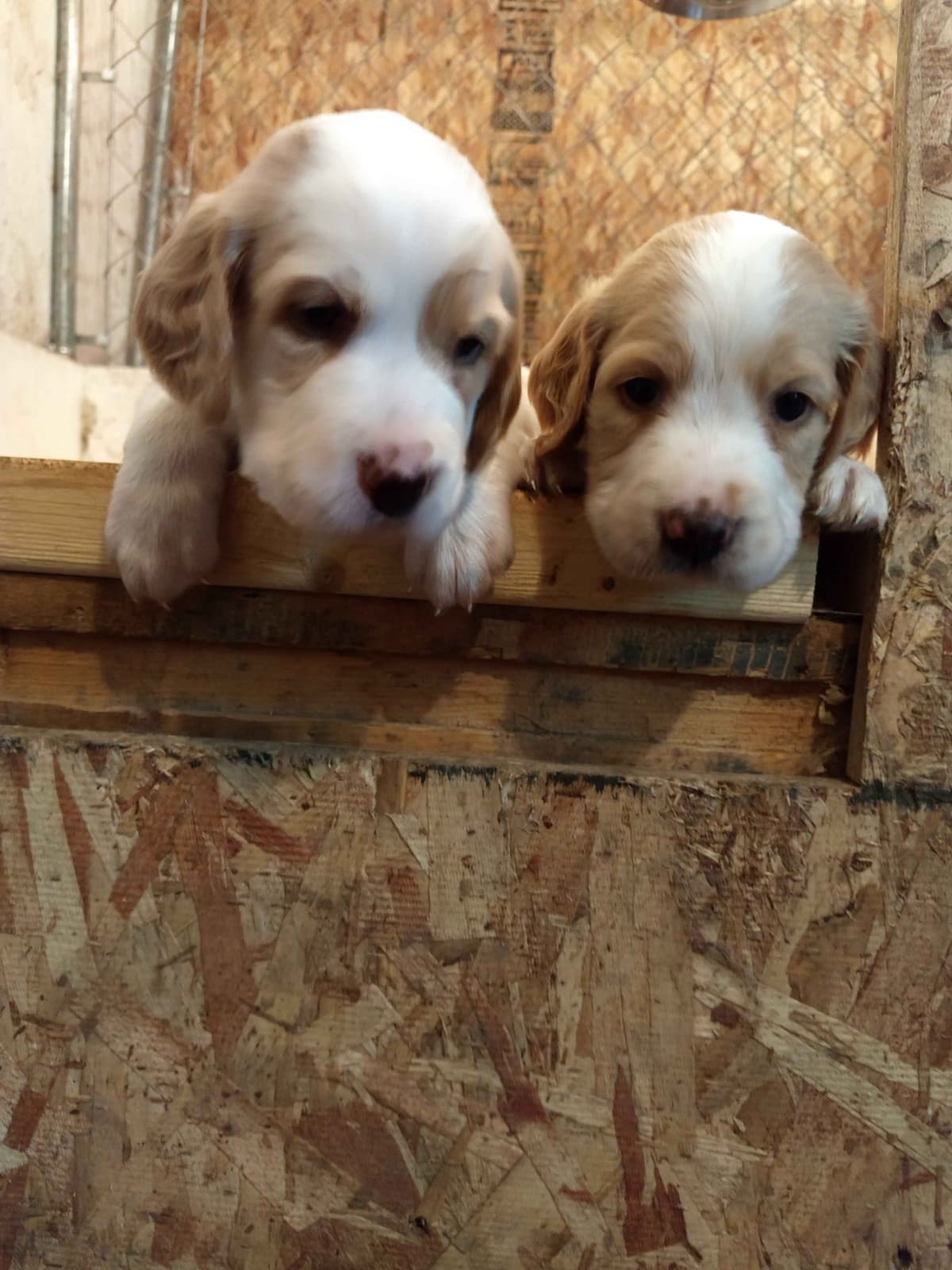 English Springer Spaniel Puppies breeder image 2