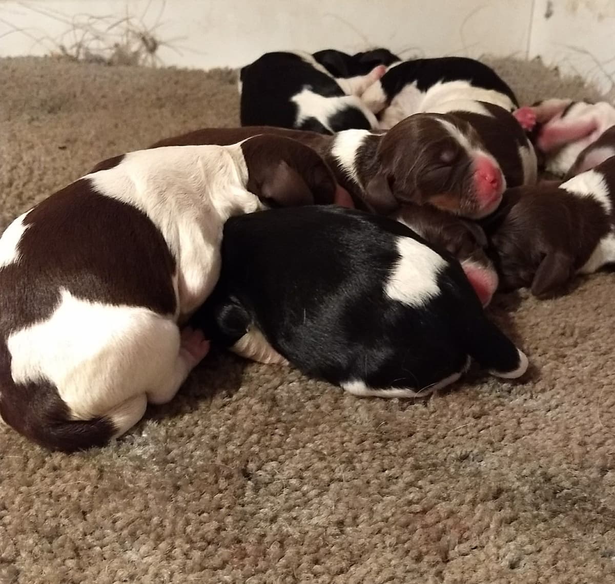 English Springer Spaniel Puppies breeder image 3