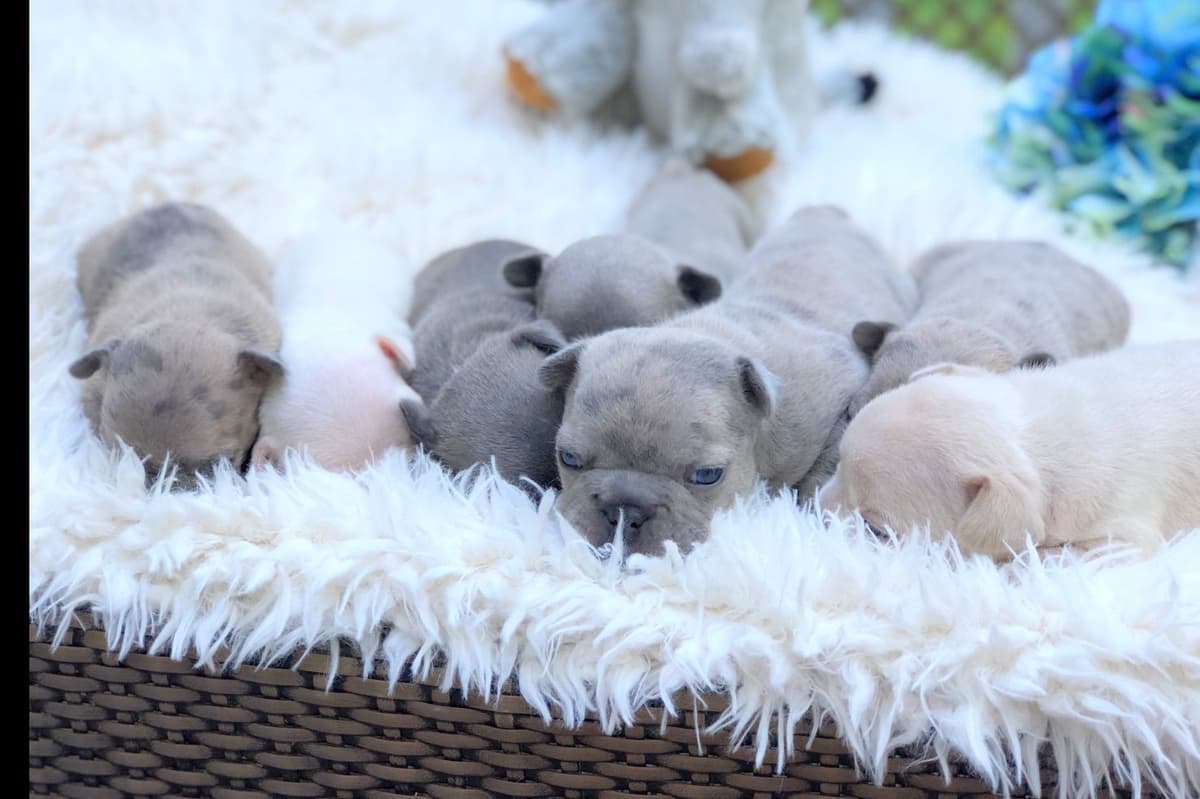 Lagotto Romagnolo Puppies breeder image 5