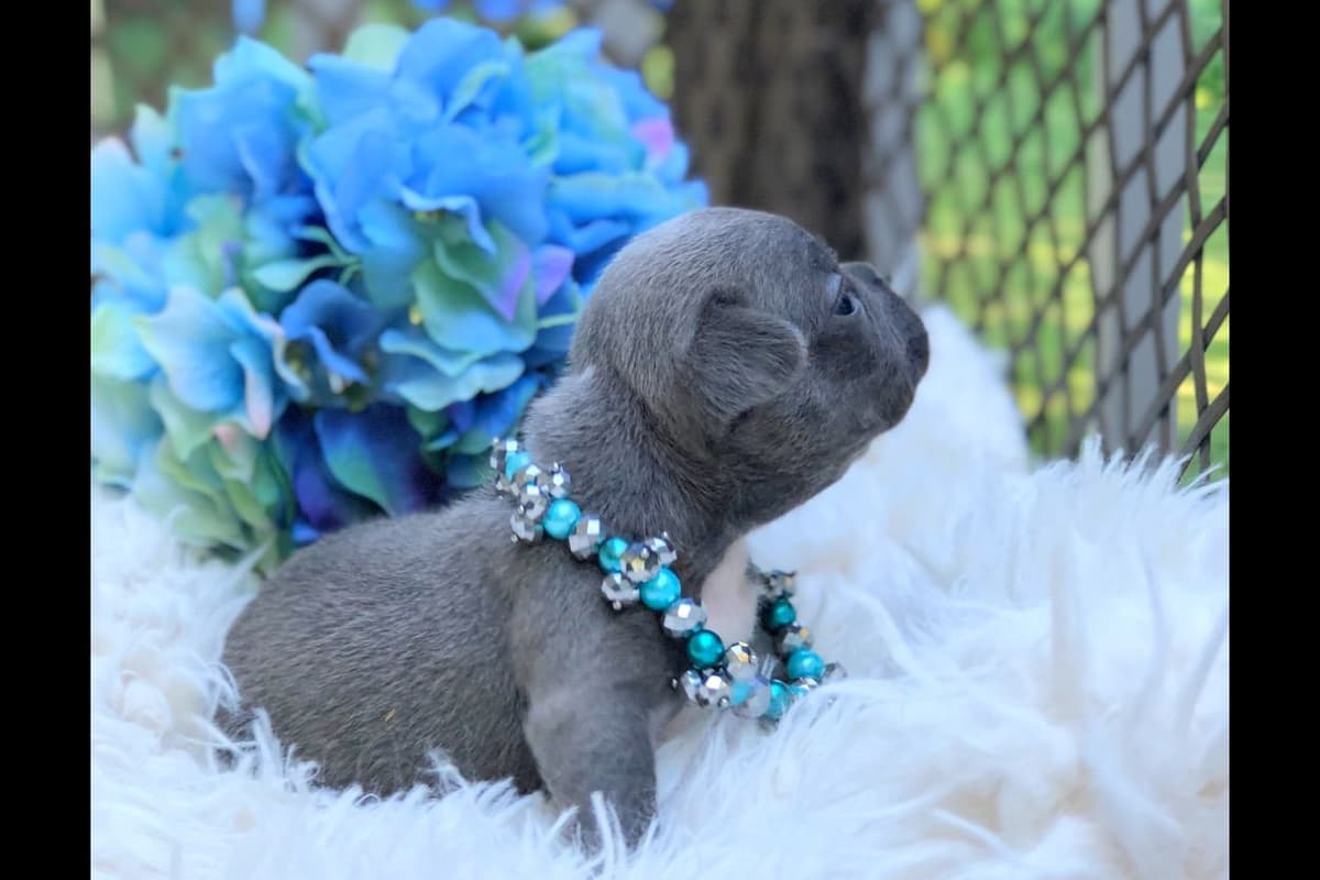 Lagotto Romagnolo Puppies breeder image 23
