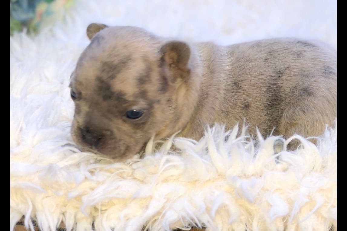 Lagotto Romagnolo Puppies breeder image 24