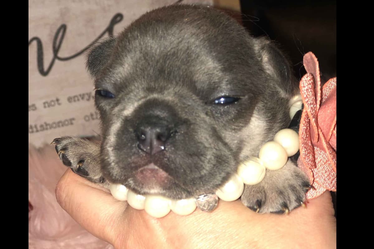 Lagotto Romagnolo Puppies breeder image 1