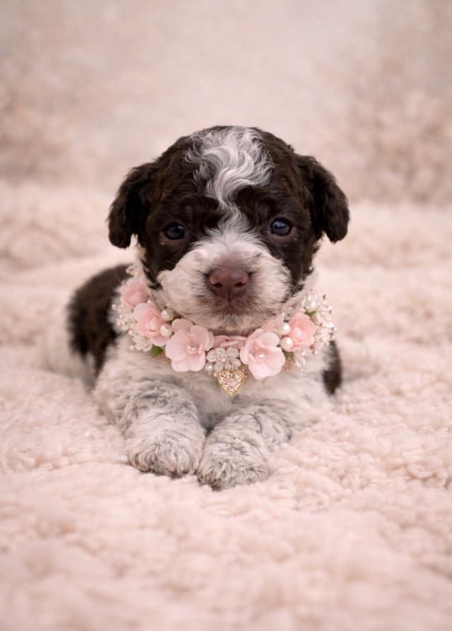 Lagotto Romagnolo Puppies media 5