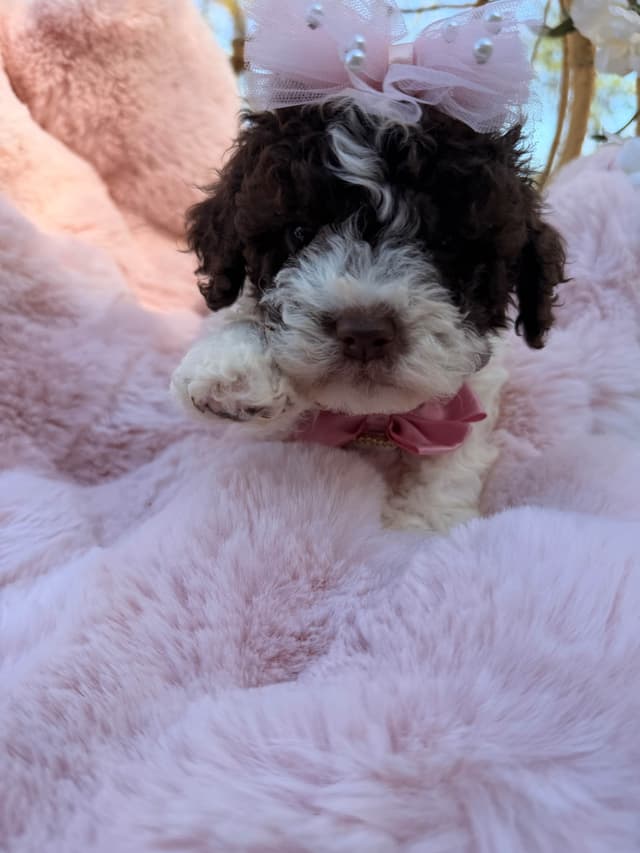 Lagotto Romagnolo Puppies media 6