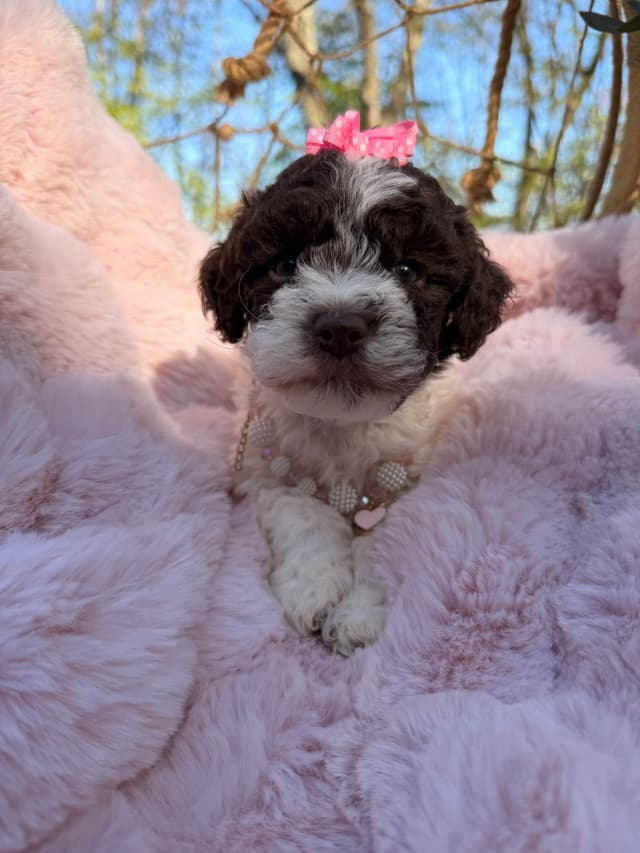 Lagotto Romagnolo Puppies media 7