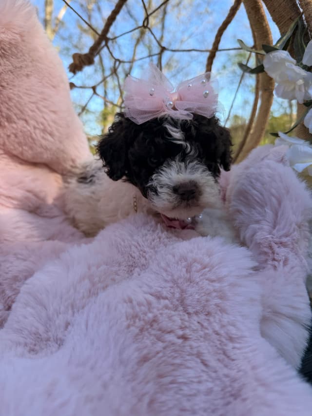Lagotto Romagnolo Puppies media 8